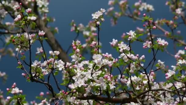 Flores maçã, som vivo — Vídeo de Stock