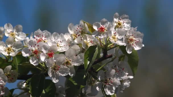 A flowers pear — Stock Video