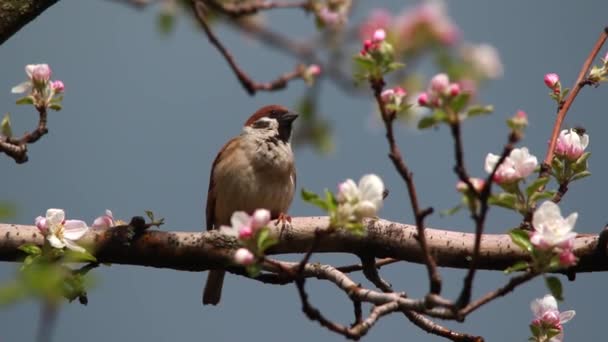 Sparrow on a branch of blossoming apple-tree — Stock Video