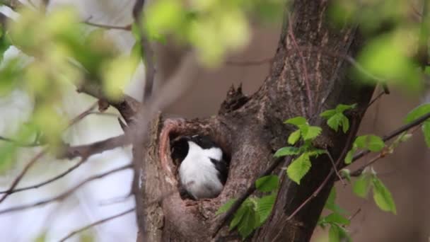 Collared Flycatcher en un nido — Vídeos de Stock