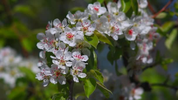 Una pera de flores — Vídeo de stock