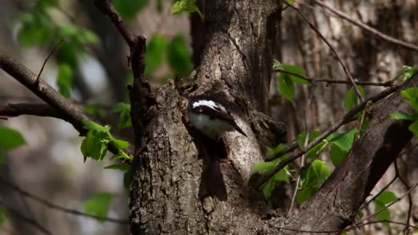 Collared Flycatcher en un nido — Vídeos de Stock