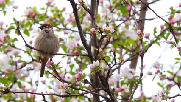 Σπουργίτι σε ένα υποκατάστημα της apple blossoming-δέντρο — Αρχείο Βίντεο