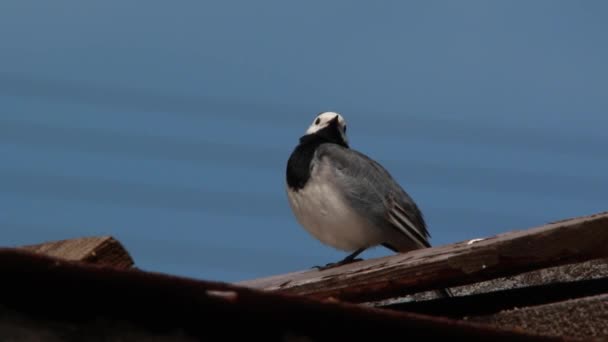 Sebuah Wagtail Putih — Stok Video