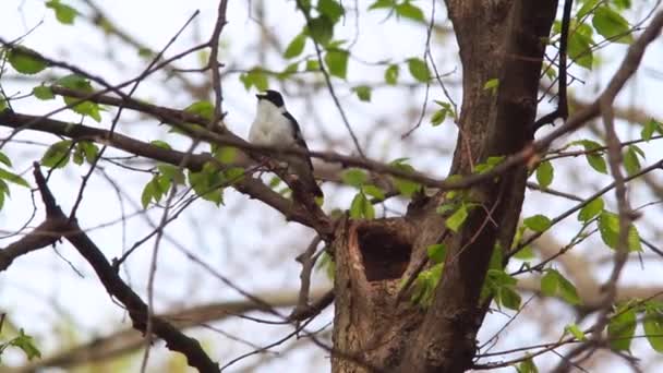 Moucherolle à collier dans un nid — Video