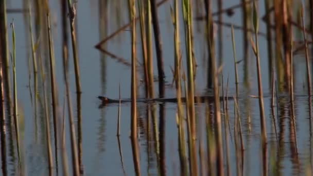 Slang (Natrix) op het water — Stockvideo