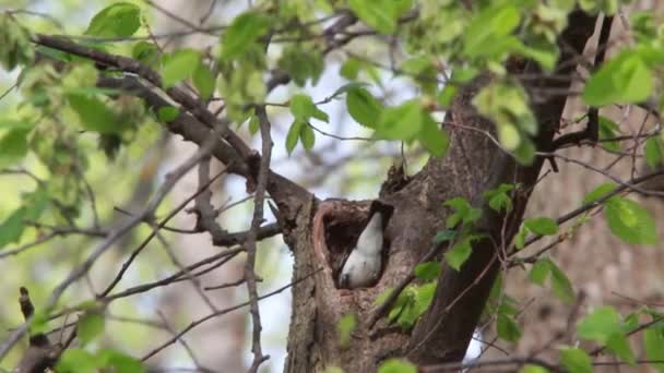 Collared Flycatcher la un cuib — Videoclip de stoc