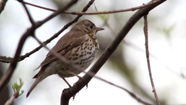 A Song Thrush — Stock Video