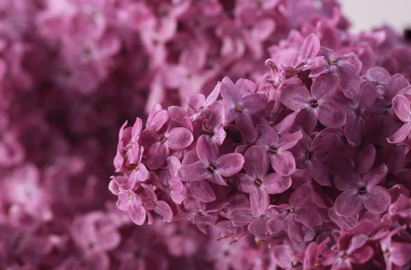 Kwiaty bzu — Zdjęcie stockowe