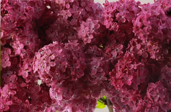 De lila bloemen — Stockfoto