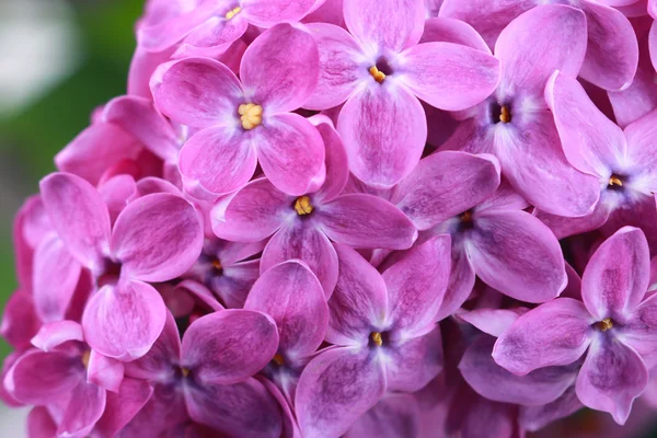 Сиреневые цветы — стоковое фото
