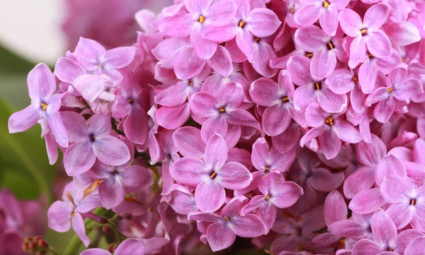 Сиреневые цветы — стоковое фото