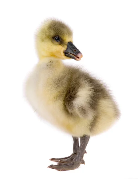 O ganso de frango — Fotografia de Stock