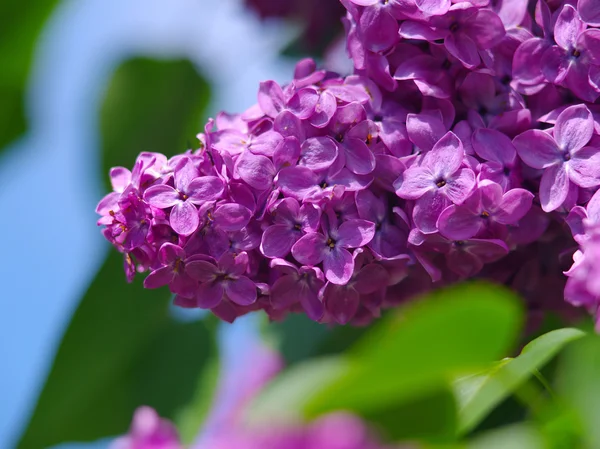 Lilac  flowers close up — Stock Photo, Image