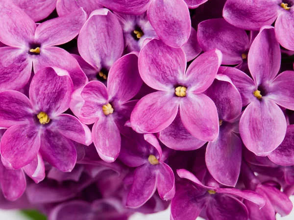 Flores de lilás perto — Fotografia de Stock