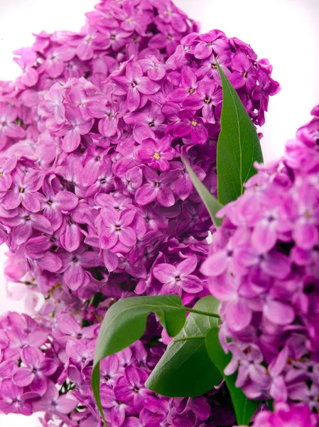 Lilac  flowers close up — Stock Photo, Image