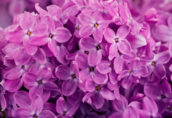 Kwiaty bzu z bliska — Zdjęcie stockowe