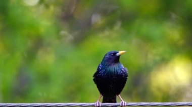 Starling, canlı ses