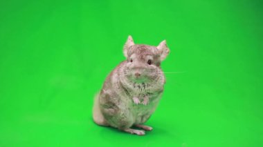Chinchilla yeşil