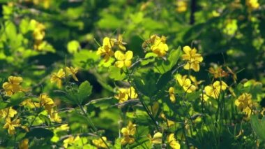 Chelidonium, canlı ses