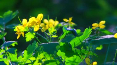 Chelidonium, canlı ses