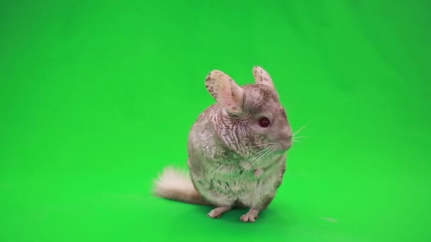 Chinchilla på gröna — Stockvideo