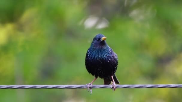 Starling, canlı ses — Stok video