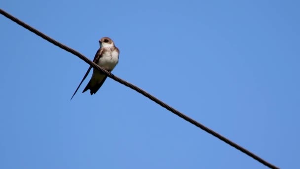 The Alpine Swift — Stock Video