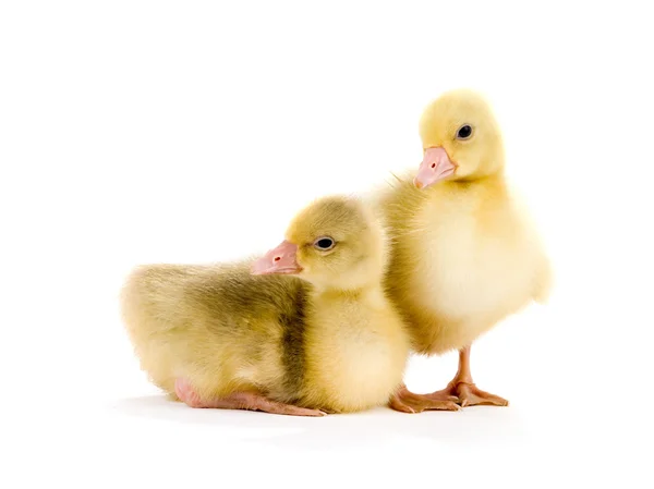 A chicken goose — Stock Photo, Image