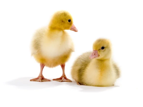 A chicken goose — Stock Photo, Image