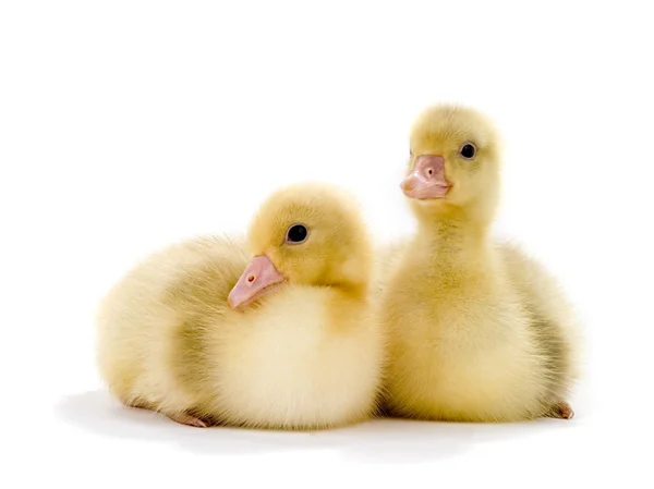 A chicken goose — Stock Photo, Image