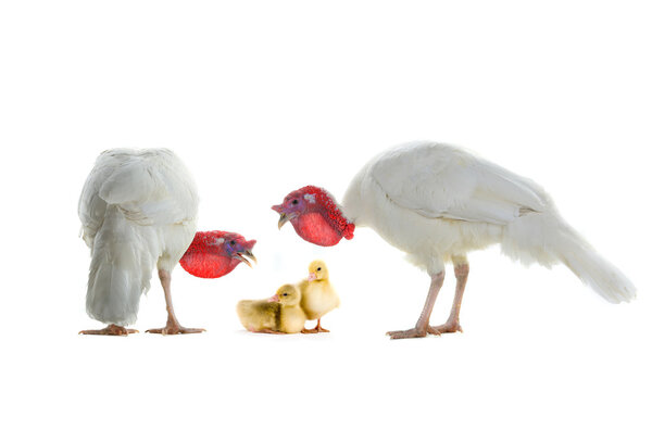 turkey and chicken goose