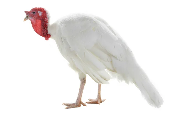 Turkey isolated on a white — Stock Photo, Image