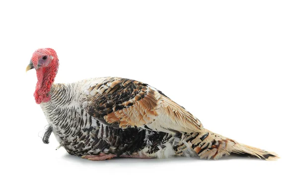 Turkey isolated on a white — Stock Photo, Image