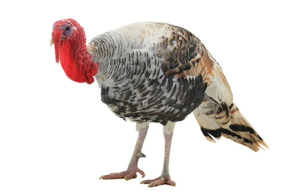 Turkey isolated on a white — Stock Photo, Image