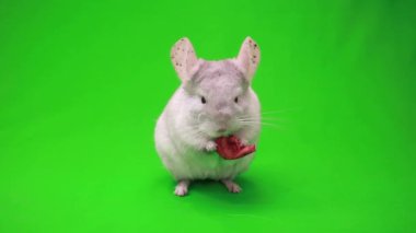 Chinchilla yeşil ekran üzerinde