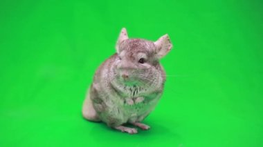 Chinchilla yeşil ekran üzerinde