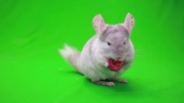 Chinchilla yeşil ekran üzerinde