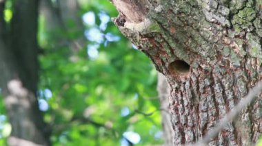 bir ağaçkakan bir meşe ahşap içinde iç içe geçirme