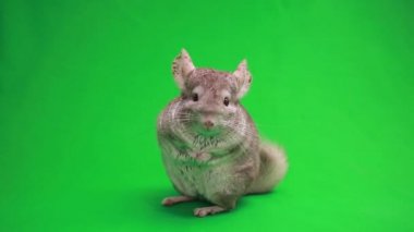 Chinchilla yeşil ekran üzerinde