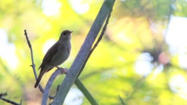 bir ağaç dalı bülbül şarkı