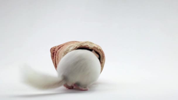 chinchilla sur écran blanc 