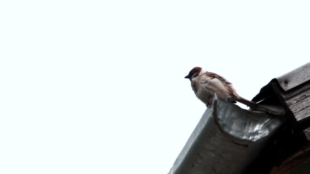 Bir Nest serçe — Stok video