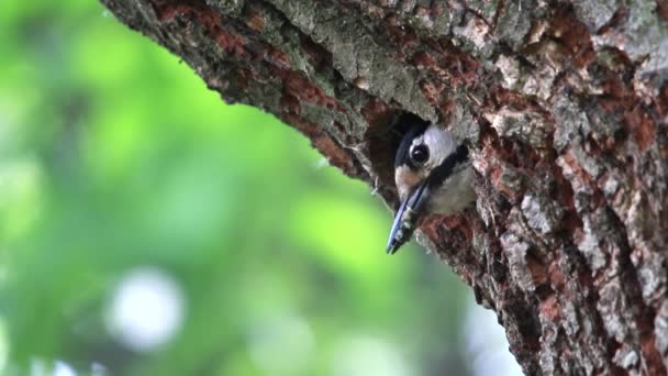 Anidan un pájaro carpintero en un roble en el bosque — Vídeos de Stock