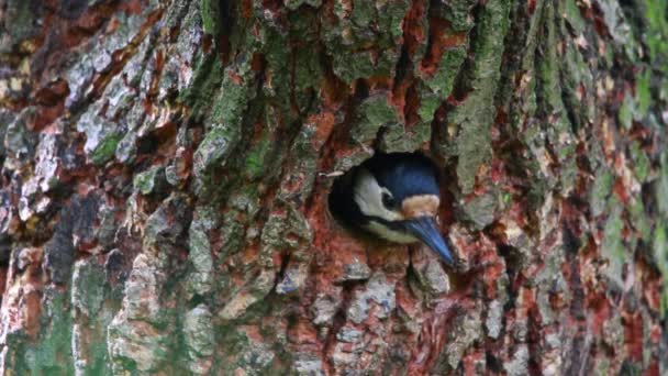 Nest a woodpecker in an oak in the wood — Stock Video