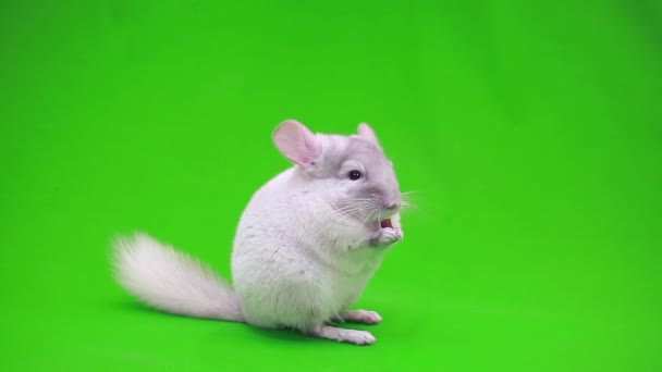 Chinchilla en pantalla verde — Vídeo de stock