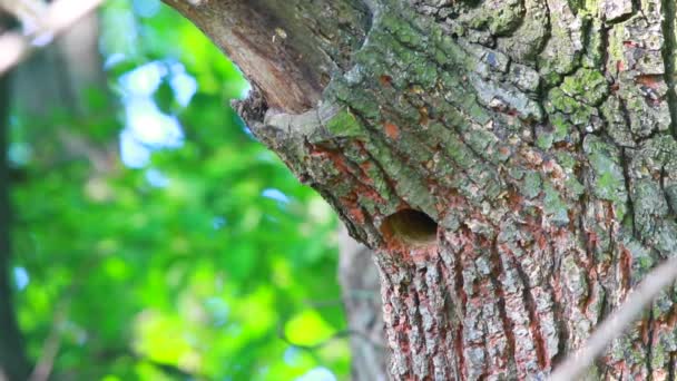 Anidan un pájaro carpintero en un roble en el bosque — Vídeos de Stock