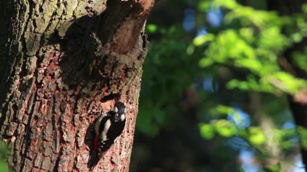 Anidan un pájaro carpintero en un roble en el bosque — Vídeos de Stock