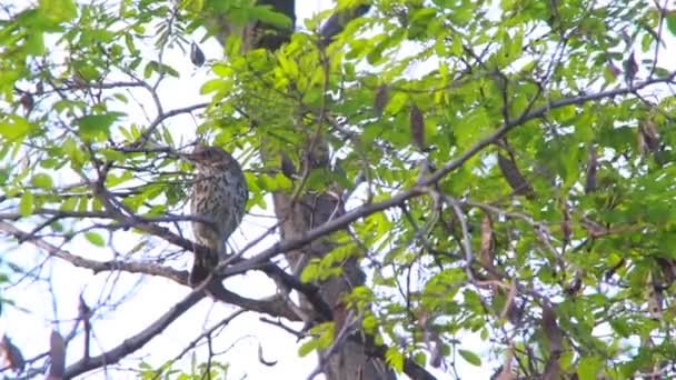 Song Thrush, live sound — Stock Video