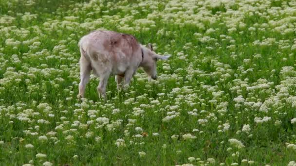 Koza na pastwiskach — Wideo stockowe